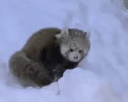 See more ideas about humor, snow humor, bones funny. Snow Day Benign Humor