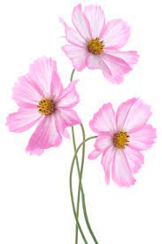 All About Cosmos