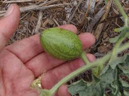 Image result for Citrullus lanatus