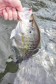 Four Early Hot Spots For Crappie Fishing