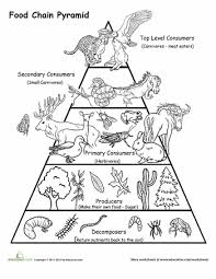 Food Chain Pyramid Worksheet Education Com Food Chain Science Biology Science Worksheets