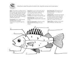 Free Human Body Worksheets First Grade 2021 In 2021 Fish Anatomy Human Body Worksheets Preschool Charts