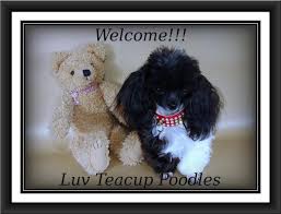 Shipping and delivery available a close look at daisy will let your heart speak for you. Pin On Stuff To Buy