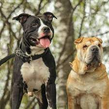 Can American Staffordshire Terriers Live With Other Dogs