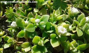 Image result for Delosperma tradescantioides