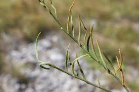 Image result for Thesium thamnus