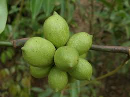 Image result for Artabotrys hexapetalus