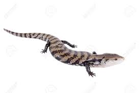 Indonesian Blue Tongued Skink Tiliqua Gigas Isolated On White Stock Photo Picture And Royalty Free Image Image 59864770 As suggested by these common names. indonesian blue tongued skink tiliqua gigas isolated on white
