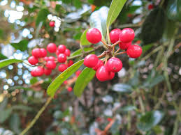 Laden sie lizenzfreie rote beeren auf dem strauch preiselbeere, garten hintergrund, schön, stockfotos 103428388 aus depositphotos' kollektion von millionen erstklassiger stockfotos, vektorbilder und illustrationen mit hoher auflösung herunter. Winterbeeren Attraktiver Fruchtschmuck Im Garten Die Samstagsgartnerin