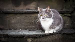 View and download for free this cat on stairs wallpaper which comes in best available resolution of 2560x1440 in high quality. Cat On Stairs Wallpaper 2560x1440 12169