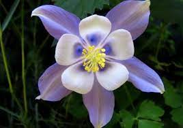 Pin On Outdoors Flower Gardens