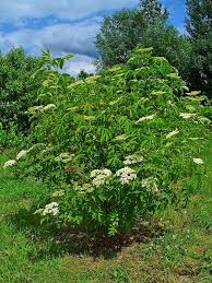 Benefits of a dwarf fruit tree. Sambucus Canadensis American Elder American Elderberry Common Elderberry Elderberry North Carolina Extension Gardener Plant Toolbox