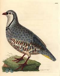 Image result for Alectoris rufa