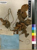 Image result for Dioscorea dumetorum