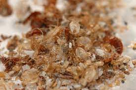 Facts about bed bug eggs and larvae - Western Exterminator Blog
