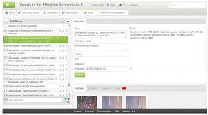 Image result for Deinbollia kilimandscharica