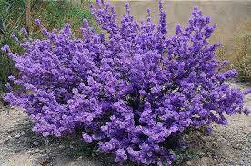 Fill your garden with purple flowering shrubs easily by choosing your favorite items from this list. Purple Sage Bush Sage Plant Purple Perennials Purple Plants