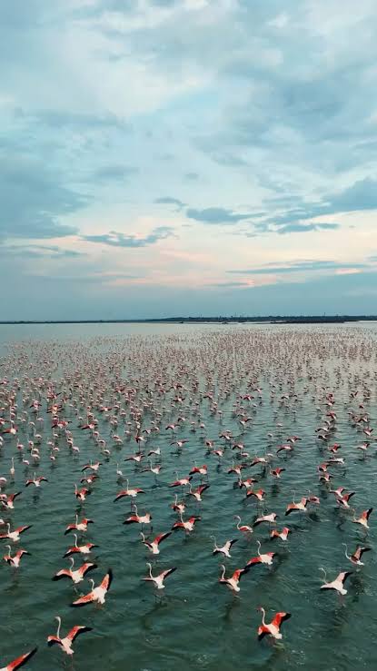 Migratory flamingos at Sambhar Salt Lake, AI generated