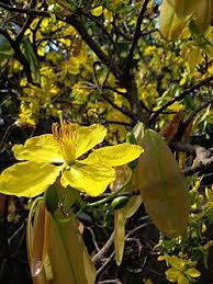 Image result for Ochna inermis