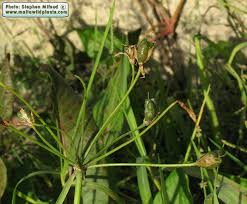 Image result for Nothoscordum borbonicum