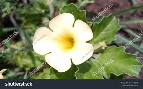 Image result for Pedalium murex