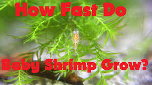 The Life Cycle Of The Shrimp How Fast Do Baby Shrimp Grow Growth Rate