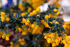 Image result for Berberis darwinii
