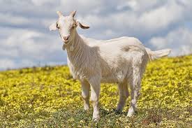 Pin De Alexandra Bolanos En Logo Judo Significado De Los Suenos Cabras Animales De La Granja