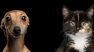 9,686 likes · 15 talking about this · 74 were here. Elwood Vet