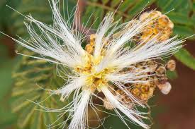 Image result for Macrotyloma ellipticum