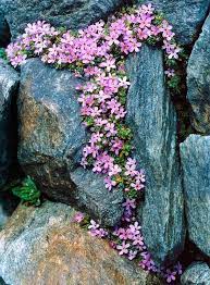 Pin By Kama On Essence Nature Flower Garden Rock Garden Garden Inspiration
