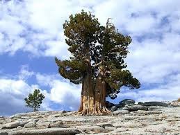 How the age of a tree is determined How Old Trees Live Table Juicyapplenews