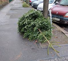 Ich weiß nicht, wann er kommt. Wann Werden Die Weihnachtsbaume Abgeholt Florakiez