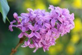 Pin On Flower And Garden Care