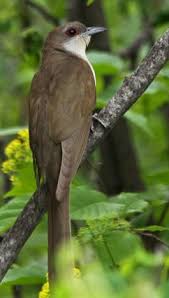 Birds That Lay Eggs On The Ground Ontario The Black Billed Cuckoo Coccyzus Erythropthalmus Is A Cuckoo Their Breeding Habitat Is Edges Of Wooded Areas Across North Am Birds World Birds Bird Species