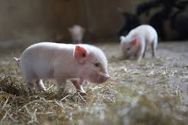 At guinea pig finder, our listings and resources are managed by guinea pig experts and seasoned guinea pig rescuers. ð—–ð—¼ð˜‚ð—»ð˜ð—¿ð˜†ð˜€ð—¶ð—±ð—² ð—™ð—®ð—¿ð—º Venue Lakeland Florida Pet Mini Pigs For Sale