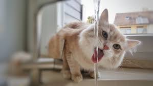 Check spelling or type a new query. Katze Vermisst Was Tun Wenn Die Katze Vermisst Wird Katze Net Hilft