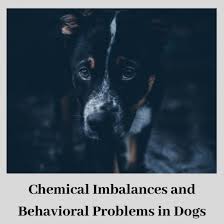 Dog Brain Chemistry And The Use Of Medications And Behavior