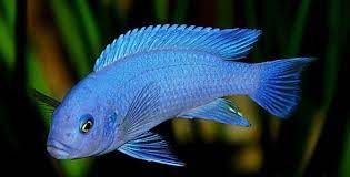 The Most Popular Freshwater Stream Fish Fish Breeds Information And Pictures Of Saltwater And Fresh Water Fish