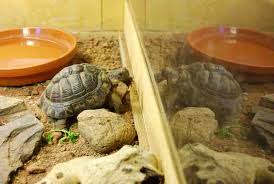 How Much Space Do Pet Tortoises Need Tortoise Owner
