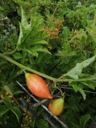 Image result for Peponium