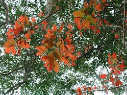 Image result for Grewia mildbraedii