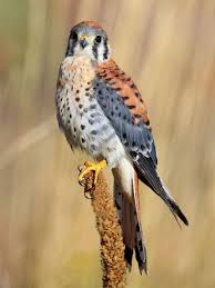 Bird Of The Month Bird Of The Month American Kestrel American Kestrel Kestrel Birds
