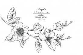 Magnolia Flower Drawings Premium Vector Free Vector Freepik Vector Freeflower Freevintage Freec Flower Drawing Magnolia Flower Black And White Sketches