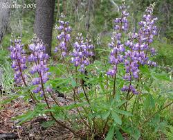 Image result for Lophiocarpus latifolius