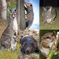 Marsupial Wikipedia