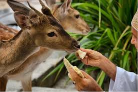 نتيجة بحث الصور عن صور غزلان animals kangaroo goats