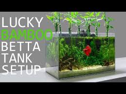 Building A Lucky Bamboo Betta Aquarium Youtube In 2020 Lucky Bamboo Betta Aquarium Betta