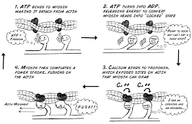 Experiment Muscle Contraction And Fatigue Experiments Muscle Cool Animations