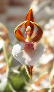 17 Flores Extraordinarias Que Parecem Ser Outra Coisa Flores Incomuns Melhores Flores Flores Raras